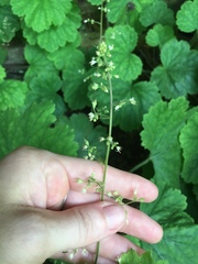 Heuchera missouriensis