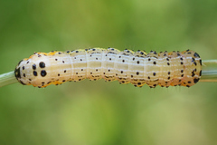 Pyrrhia