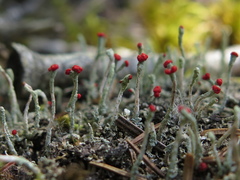 Cladonia macilenta macilenta