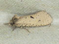 Acrolophus kearfotti