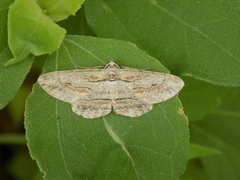 Iridopsis pergracilis