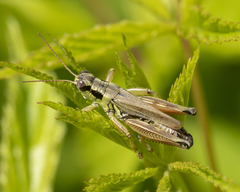 Melanoplus borealis