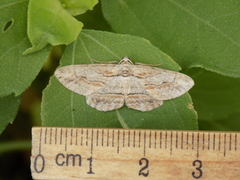 Iridopsis pergracilis