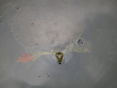 Apalone spinifera spinifera