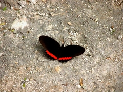 Biblis