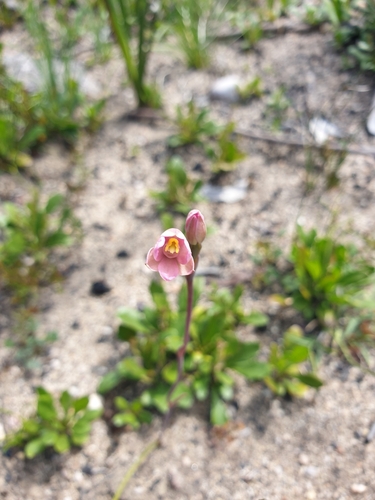 Image of Thelymitra carnea by (c) Shelomi Doyle, some rights reserved (CC BY)