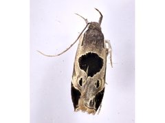 Helcystogramma hibisci