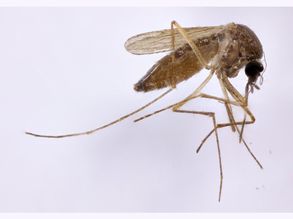 Lutzia