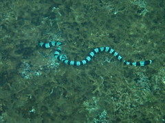 Laticauda saintgironsi