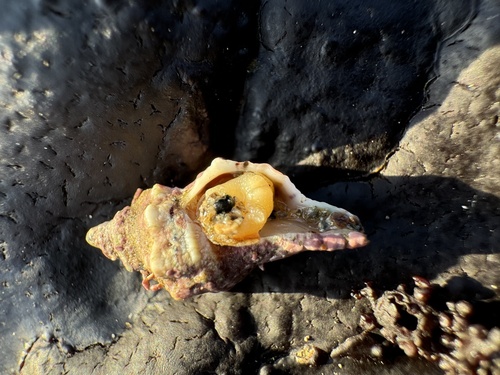 Urosalpinx subangulata, 2024-11-15