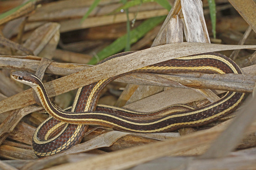 Common Ribbon Snake