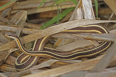 Eastern Ribbonsnake photo 2