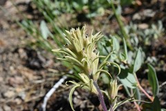 Castilleja nana