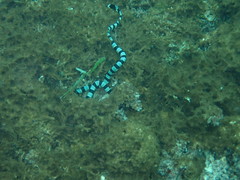 Laticauda saintgironsi