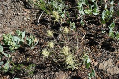 Castilleja nana