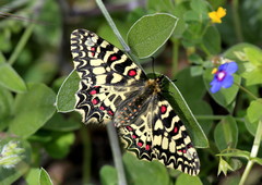 Zerynthia rumina