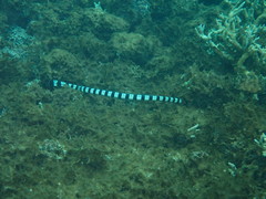 Laticauda saintgironsi