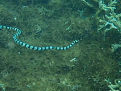 Laticauda saintgironsi