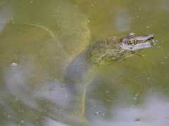 Apalone spinifera spinifera