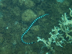 Laticauda saintgironsi