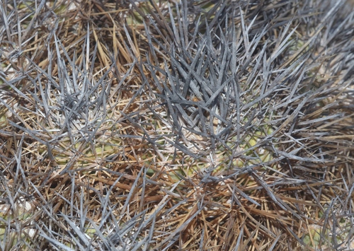 Copiapoa rupestris
