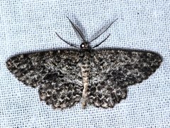 Thallogama nigraria