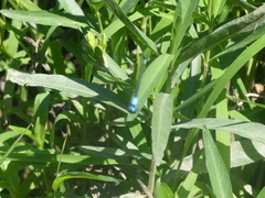 Argia apicalis