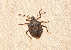 Halyomorpha halys