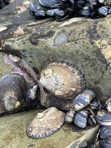 Owl Limpet, North Pacific Ocean, Santa Cruz, CA, US, photo 5 of 10