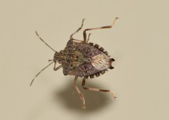 Halyomorpha halys