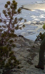 Pinus contorta murrayana