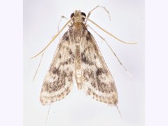 Araeomorpha