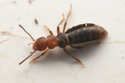 Liparocephalus cordicollis