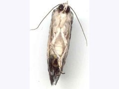Prorocopis