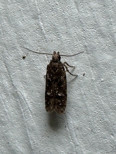 Helcystogramma melantherella photo 3