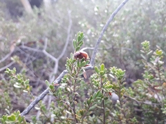 Burra (Kunzea cambagei)