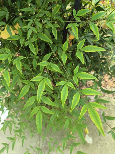 Heavenly bamboo