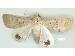 Pandesma submurina