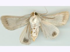 Pandesma submurina