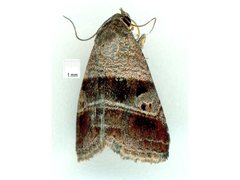 Ozarba punctigera