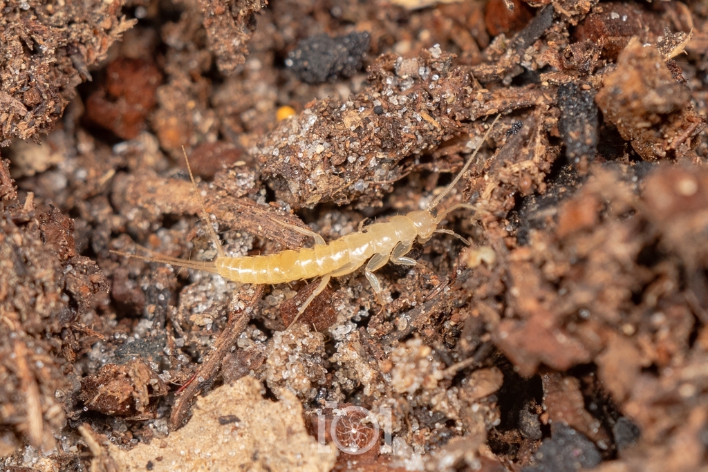 Gibboletia tergata