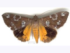 Oxyodes tricolor