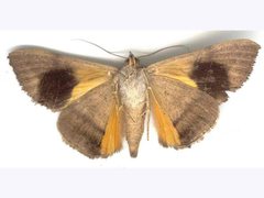 Oxyodes tricolor