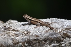 Sceloporus teapensis