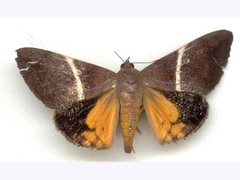 Oxyodes tricolor