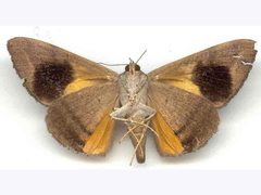 Oxyodes tricolor