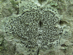 Arthonia radiata