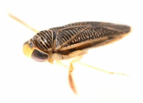 Sigara washingtonensis photo 2