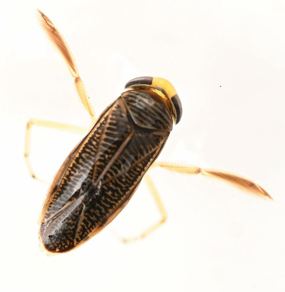 Sigara washingtonensis