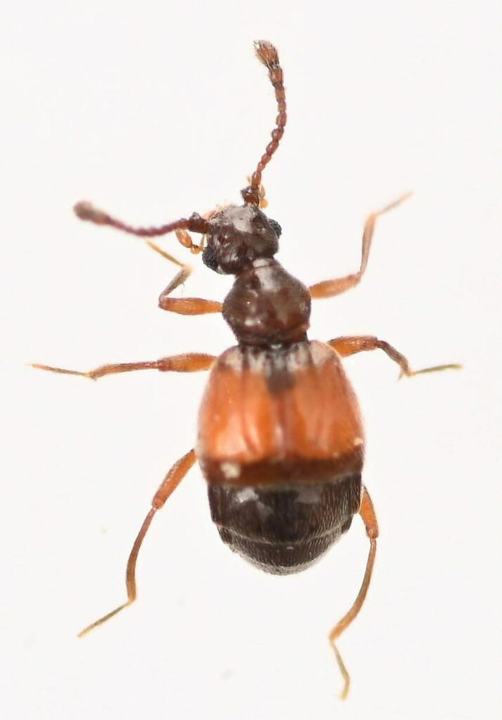 Reichenbachia dorothyae